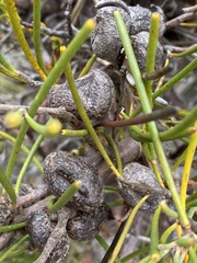 Hakea epiglottis