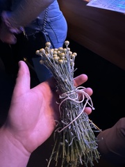 Santolina chamaecyparissus