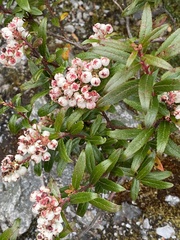 Gaultheria hispida