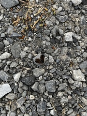 Lycaena boldenarum