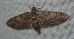 Eupithecia columbiata
