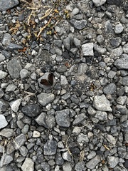 Lycaena boldenarum