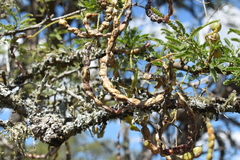 Prosopis affinis