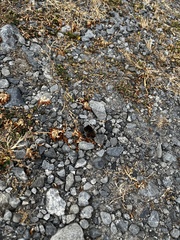 Lycaena boldenarum