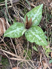 Trillium underwoodii