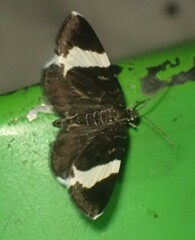 Trichodezia albovittata