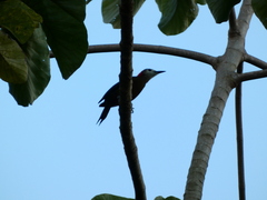 Melanerpes radiolatus