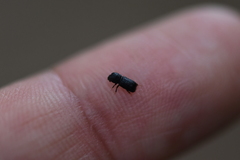 Bostrichidae