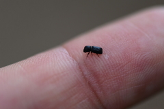 Bostrichidae