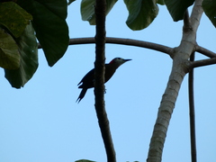 Melanerpes radiolatus