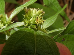 Hymenostephium rivularis