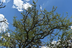 Prosopis affinis