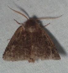 Cerastis tenebrifera