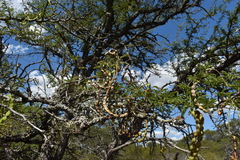 Prosopis affinis