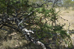Prosopis affinis