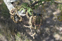 Prosopis affinis