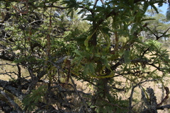 Prosopis affinis