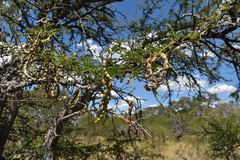 Prosopis affinis