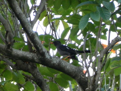 Turdus aurantius