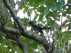 Turdus aurantius