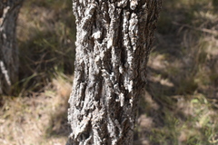 Prosopis affinis