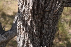 Prosopis affinis