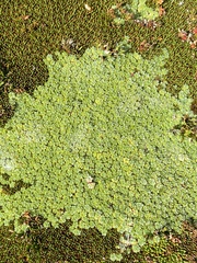 Pterygopappus lawrencei