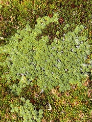 Pterygopappus lawrencei