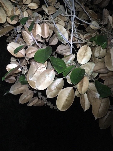 Satinleaf (Chrysophyllum oliviforme)
