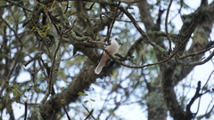 Prionops plumatus poliocephalus