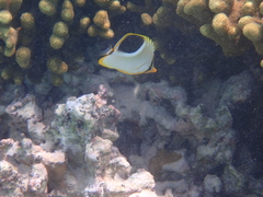 Chaetodon ephippium