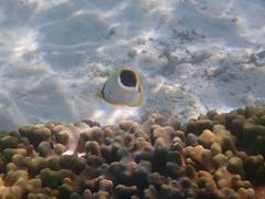Chaetodon ephippium