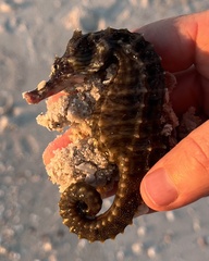 Syngnathidae