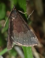 Hypena sordidula