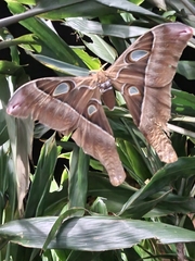 Coscinocera hercules