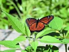 Limenitis archippus floridensis