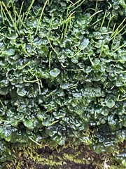 Phaeoceros carolinianus