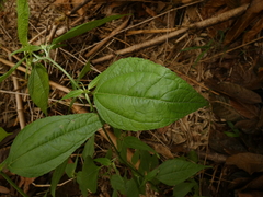 Hymenostephium rivularis