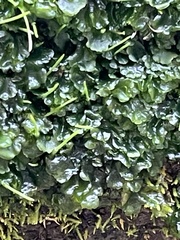 Phaeoceros carolinianus