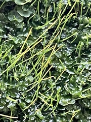 Phaeoceros carolinianus