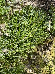 Phaeoceros carolinianus