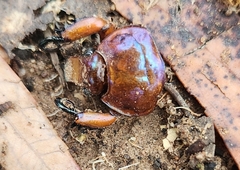 Anoplognathus montanus