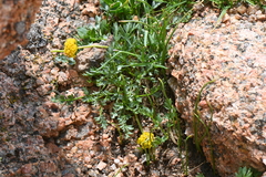 Cymopterus humilis