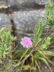 Melaleuca decussata