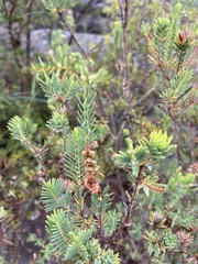 Melaleuca decussata