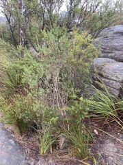 Melaleuca decussata