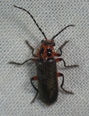 Atalantycha bilineata