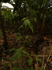 Hymenostephium rivularis