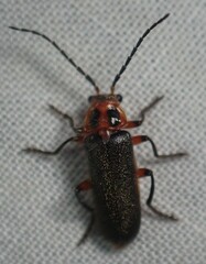 Atalantycha bilineata