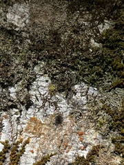 Cryptaranea atrihastula